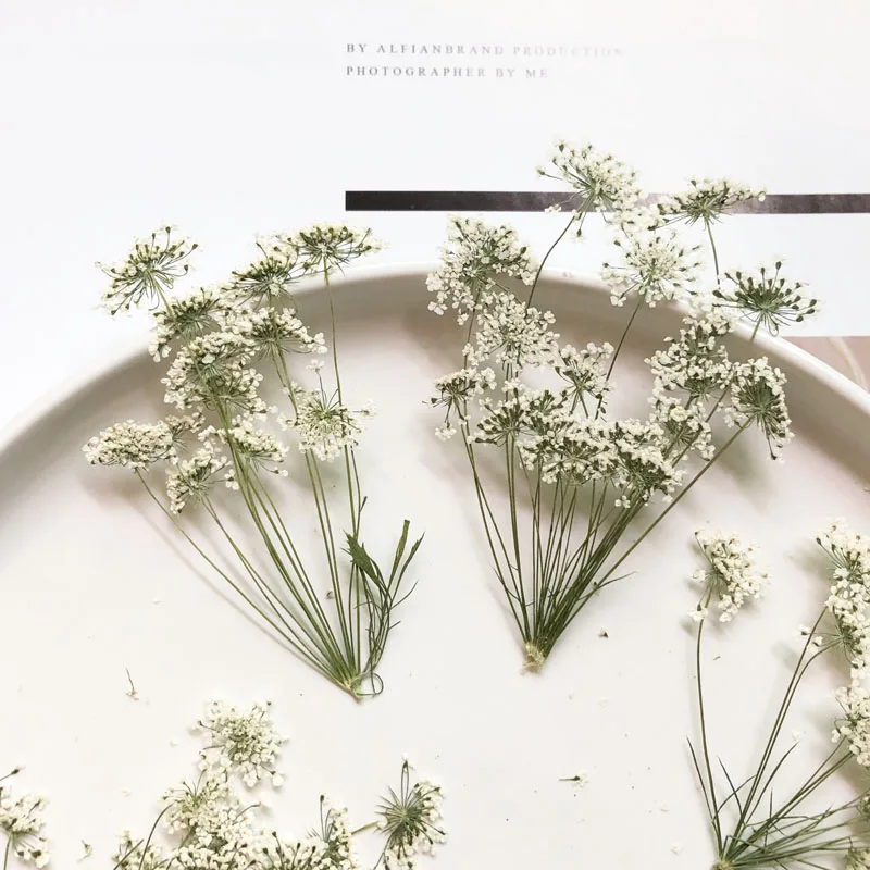 Dried Flower Bulk - 5-7cm/12szt, śnieg małe kwiaty z gałązką,