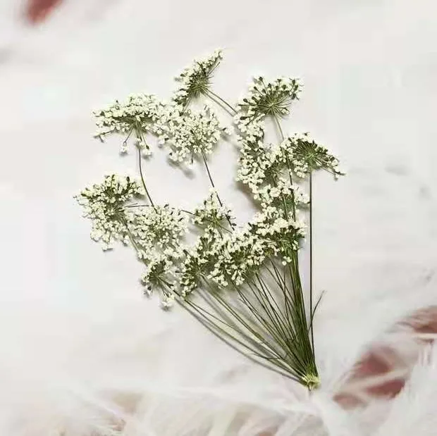 5-7cm/12szt, śnieg małe kwiaty – Dried Flower Bulk recenzja i cena