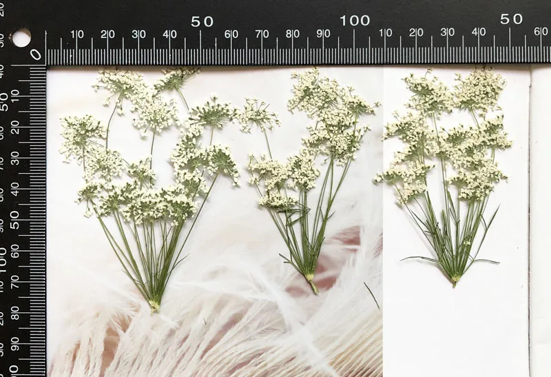 5-7cm/12szt, śnieg małe kwiaty – Dried Flower Bulk recenzja i cena